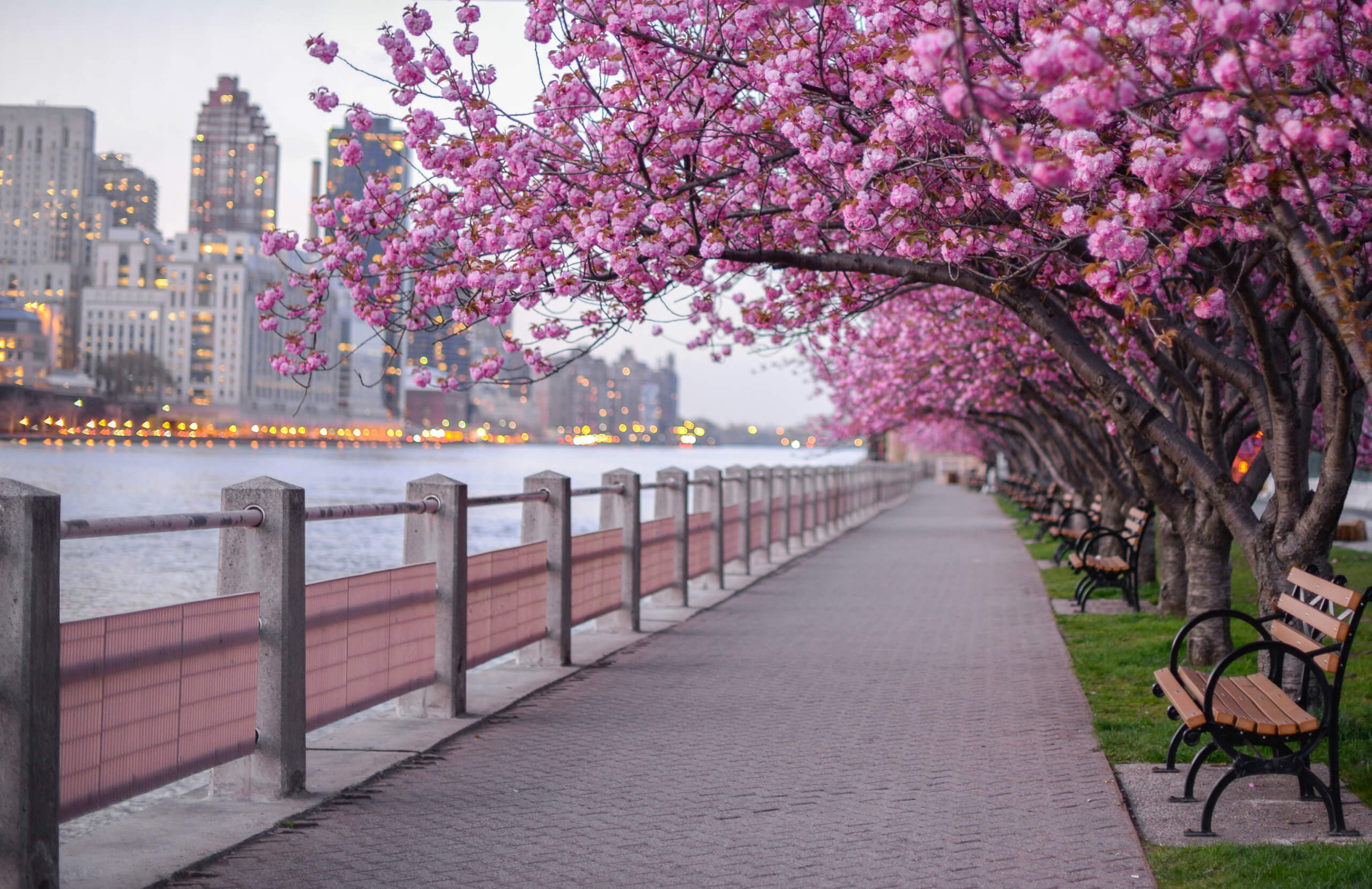 Where to See Cherry Blossoms in New York City?
