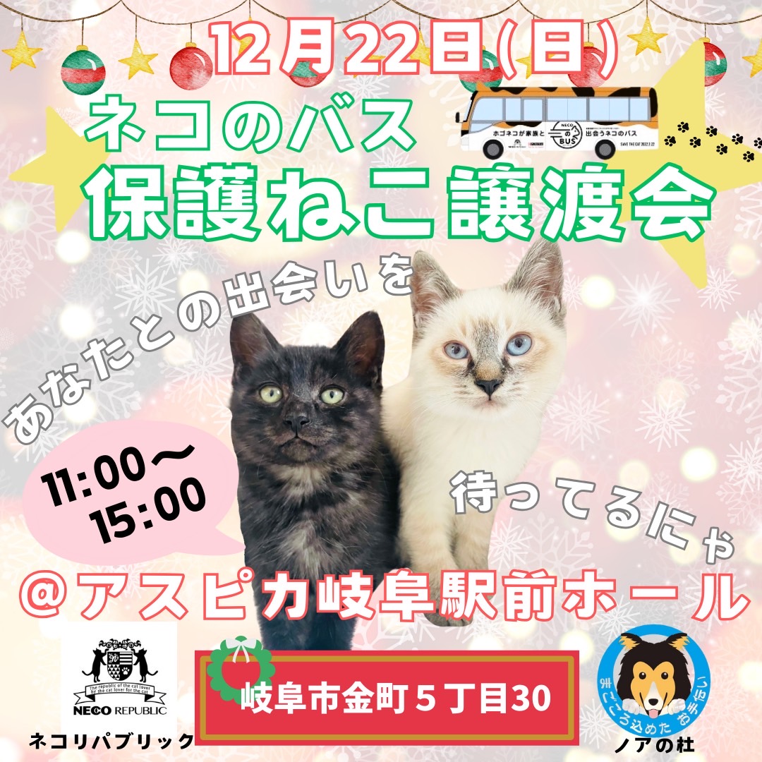 今年最後の出会いのチャンス！保護猫譲渡会＠アスピカ岐阜駅前ホール