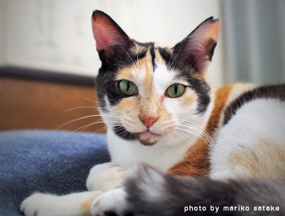 猫の不思議三毛猫│フェリシモ猫部