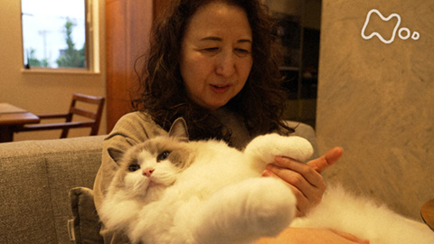 ネコメンタリー 猫も、杓子（しゃくし）も。 あんびるやすことエル