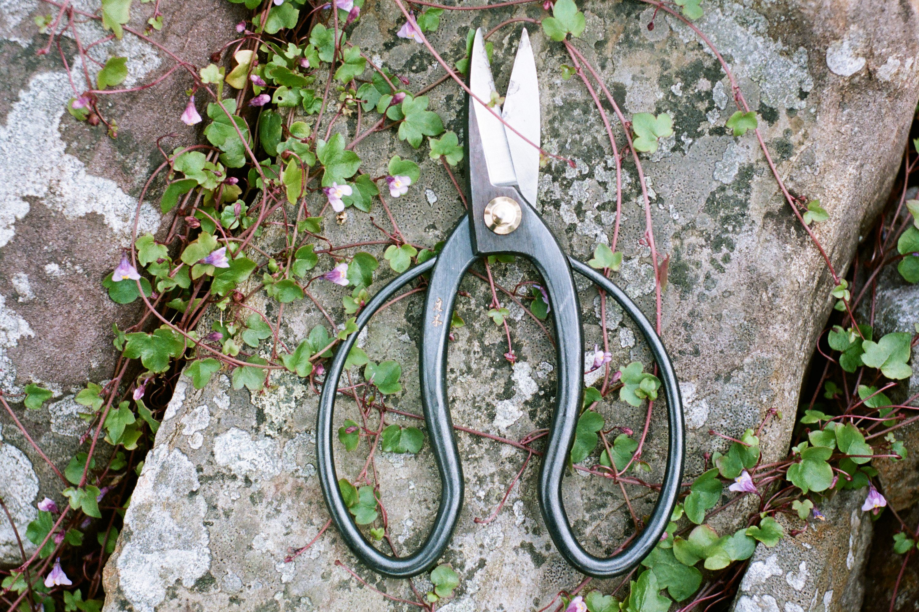Paul Smith X Niwaki Higurashi Scissors - Garden Scissors