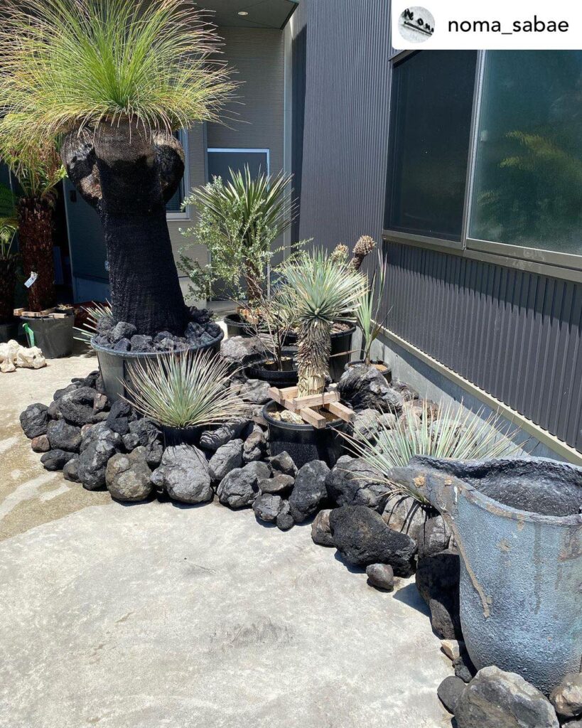 ドライガーデンの魅力とは？花壇の魅力と創造的な作り方