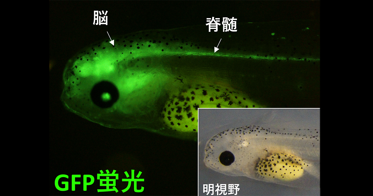 プレスリリース - ゲノム編集による簡便な遺伝子挿入（ノックイン