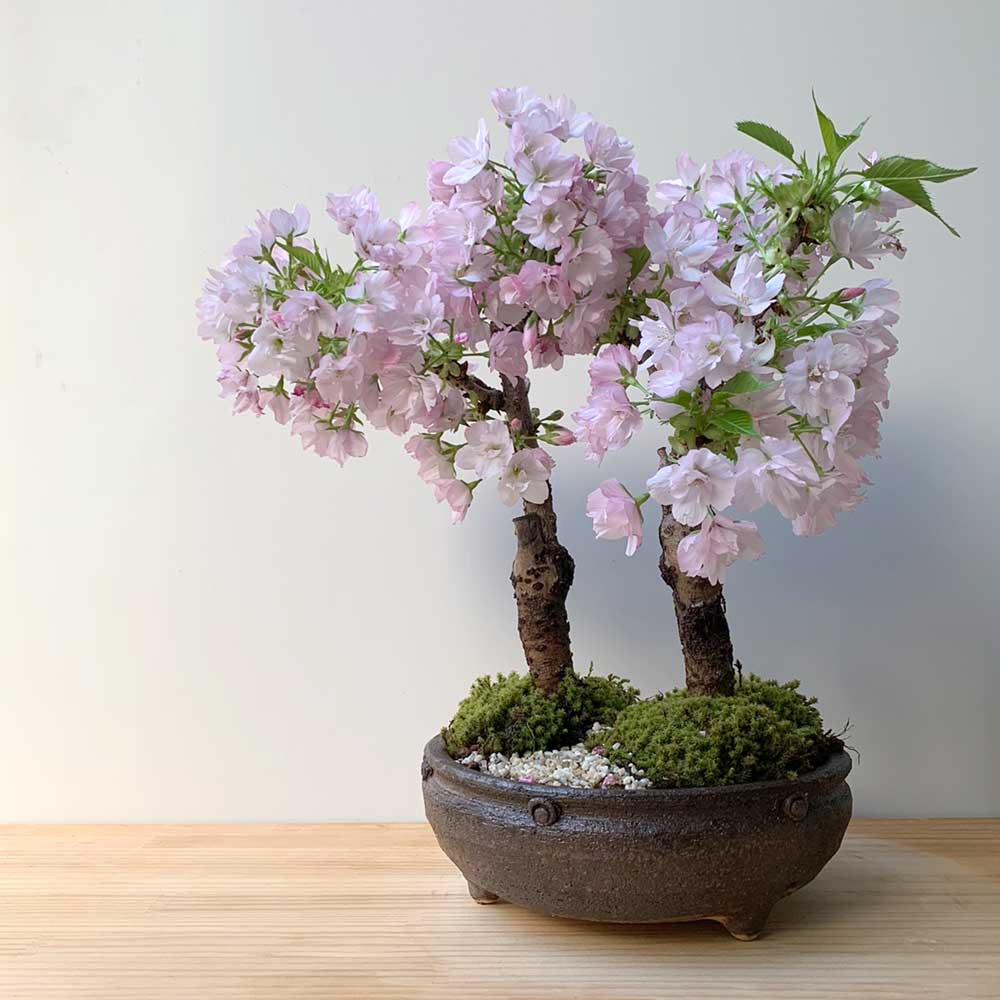 送料無料でお届けします。桜・・・そう聞くだけで心和む景色を【旭山桜