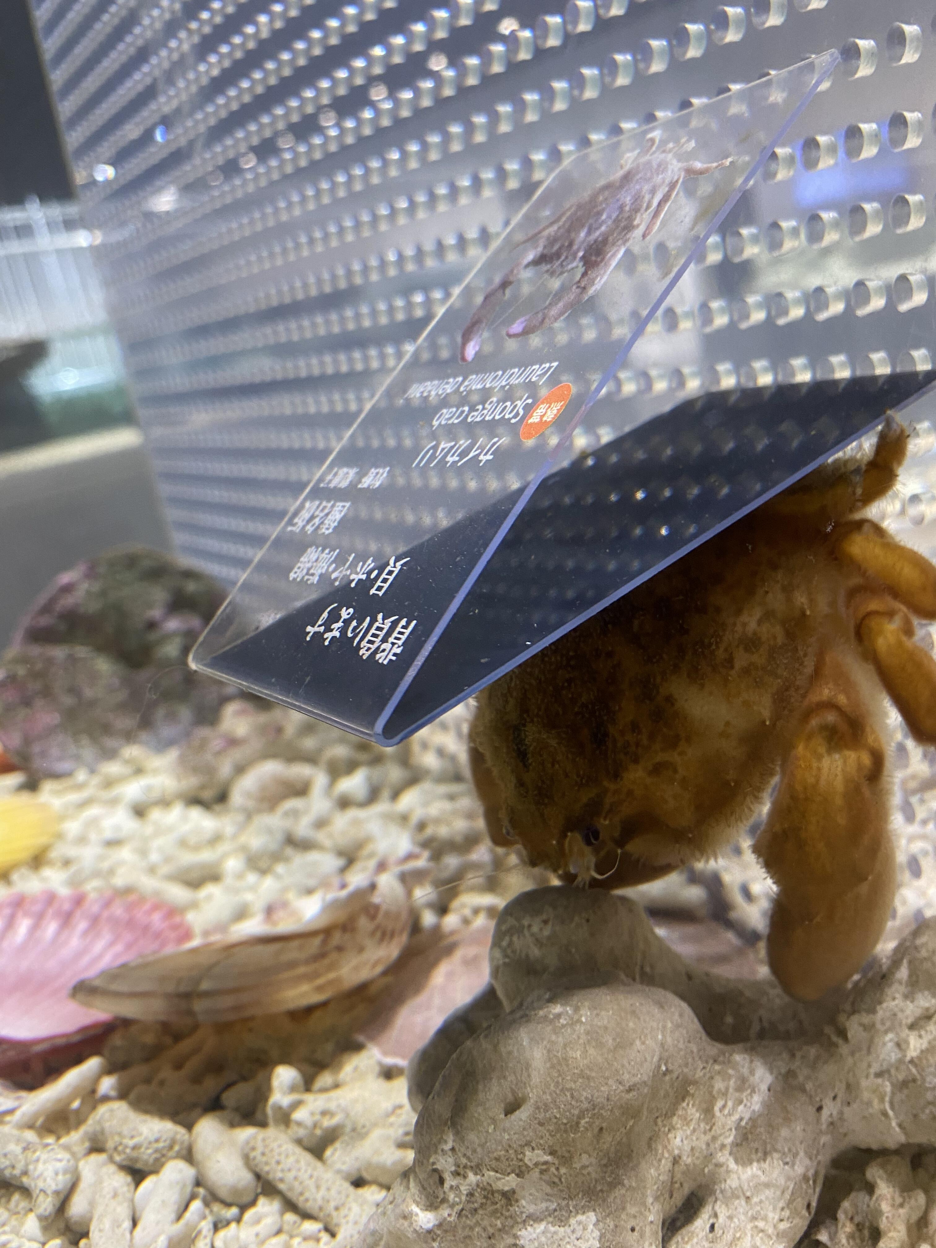 カイカムリコレクション｜ニフレルをさらに詳しく｜ニフレル