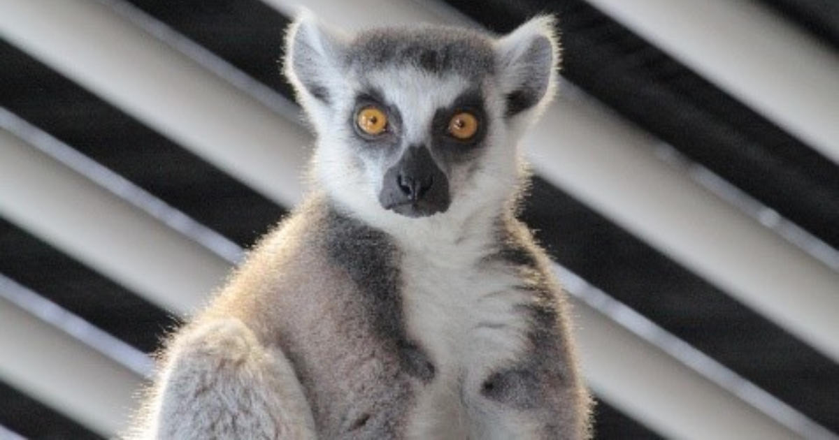 ワオキツネザルを見分けよう！vol.6｜ニフレルをさらに詳しく｜ニフレル