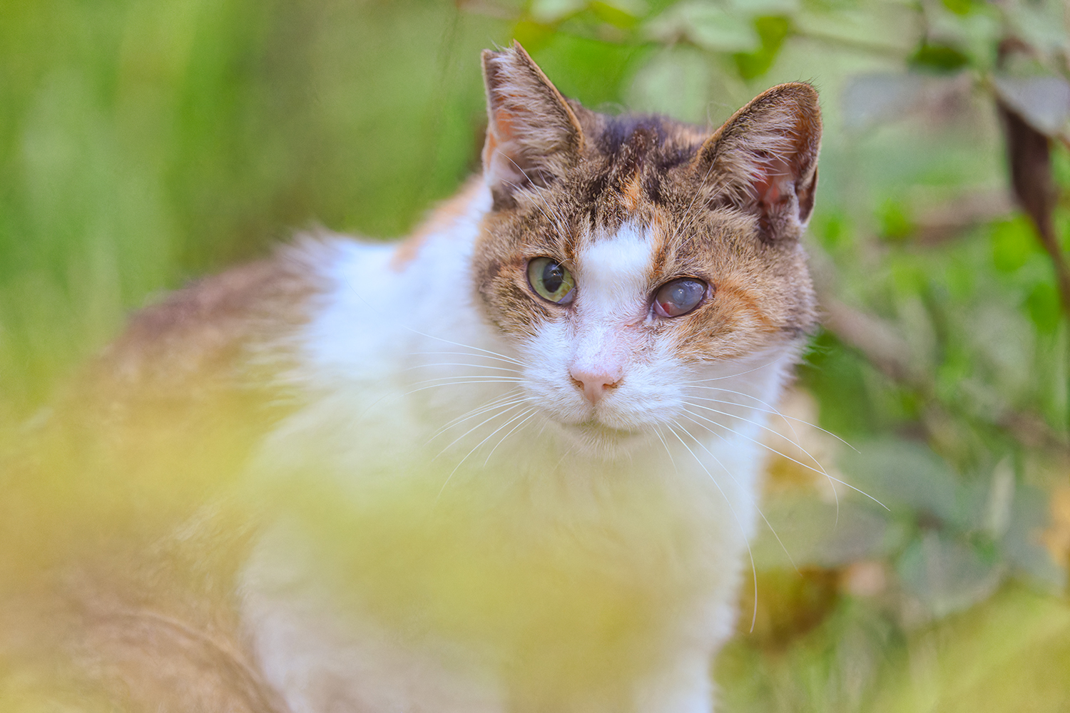 荒川西尾久の地域猫を撮る