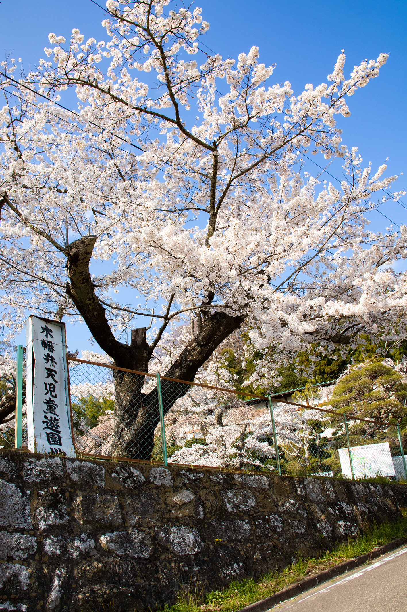 35. 木幡山隠津島神社の桜 | 花さんぽ | 二本松市観光連盟