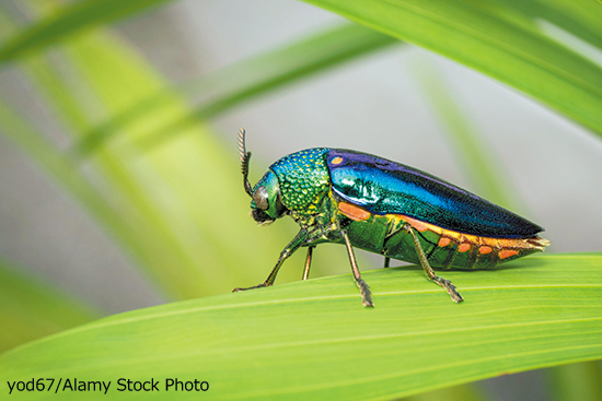 タマムシの目くらまし防御〜日経サイエンス2022年11月号より | 日経