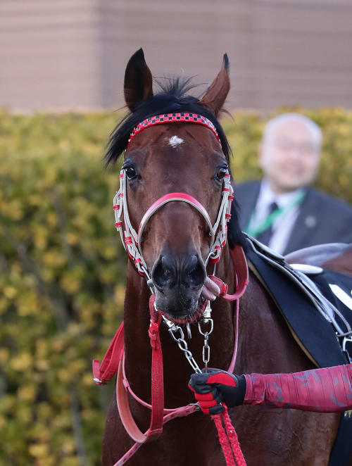 ヨシオが病気のため11歳で息を引き取る 福島競馬場で誘導馬として活躍