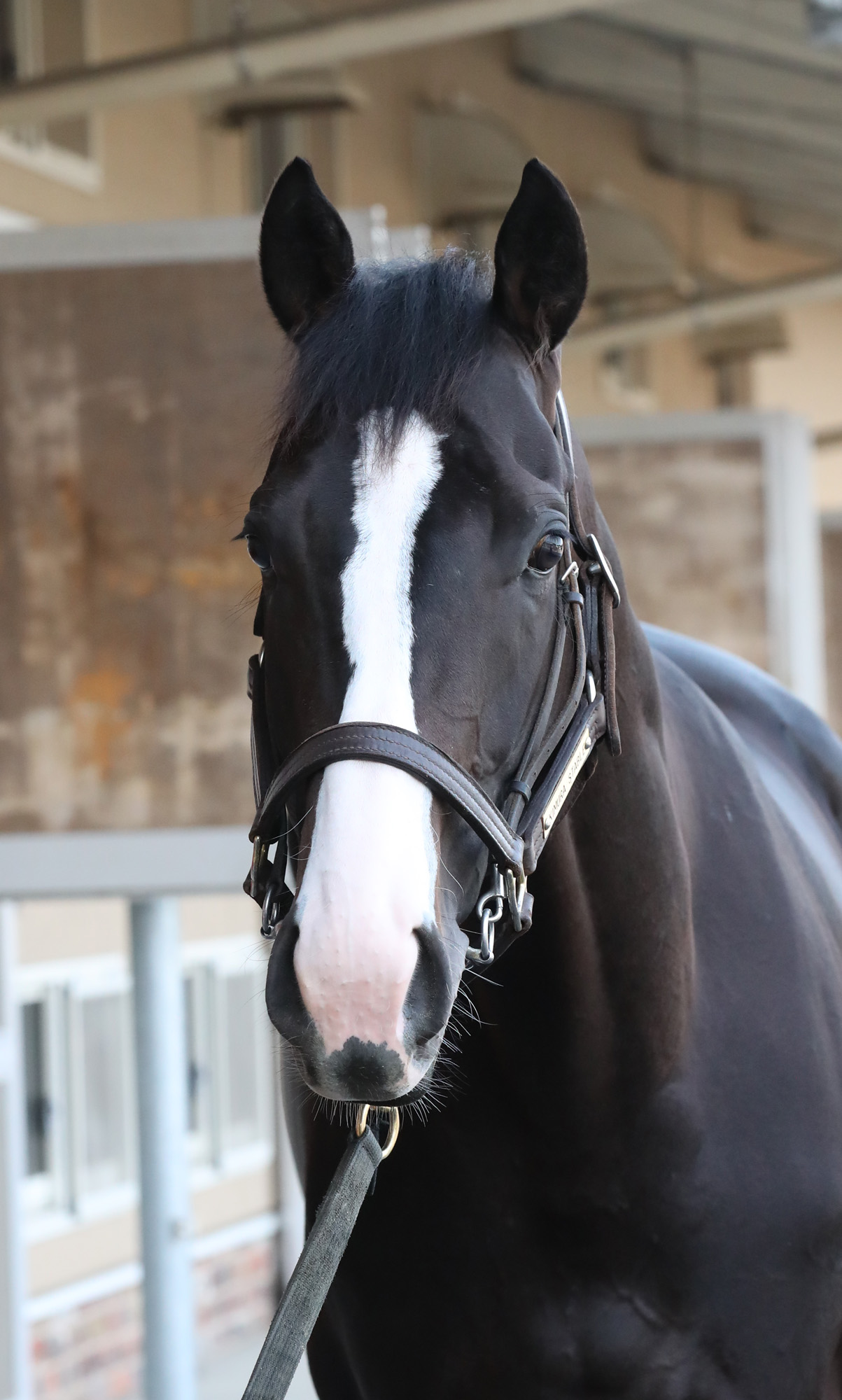 競馬】イクイノックス セット まとめ売り イクイノックスまとめ売り