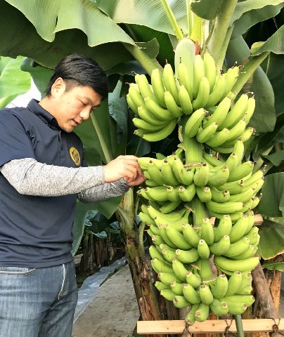 内田匡彦さんが手塩にかけて育てたバナナ。農園だけでなく町の支えにも