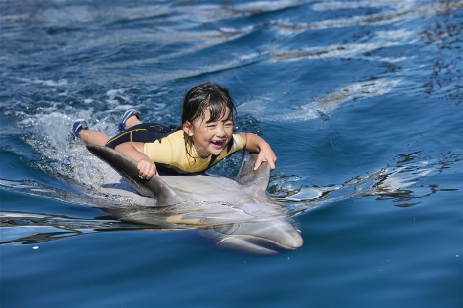 イルカと泳げる「イルカ島」へ行ってみた｜【西日本新聞me】
