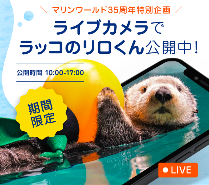 ラッコのリロくんをライブカメラで観察しよう！ イルカショープールも