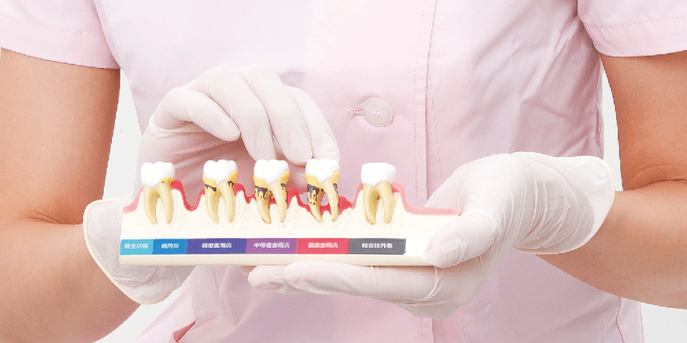 スタディモデルゴム枠・永久歯顎用 丸型 [H12-C]｜株式会社ニッシン