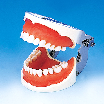 保存修復実習用顎模型 [D16FE-500E(GSF)](FE咬合器つき)｜株式会社