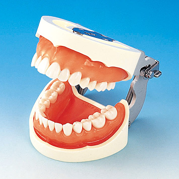 歯科学教育向け商品・実習模型｜株式会社ニッシン｜歯科模型・歯科材料