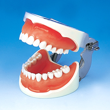 保存修復実習用顎模型 [D18FE-500E(GUB)](FE咬合器つき)｜株式会社