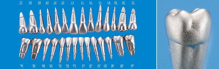 タイポドント実習用模型歯 [B8-320C]｜株式会社ニッシン｜歯科模型