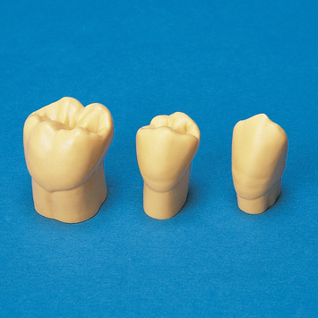 4倍大レジン製模型歯 [C3-304]｜株式会社ニッシン｜歯科模型・歯科材料
