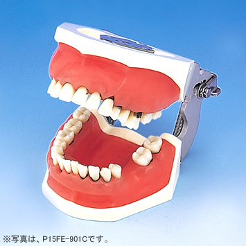 歯周外科実習用顎模型 [P15-901C](咬合器なし)｜株式会社ニッシン