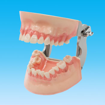 SRP実習用模型歯 [B1AN-DOT.2 NO.2]｜株式会社ニッシン｜歯科模型