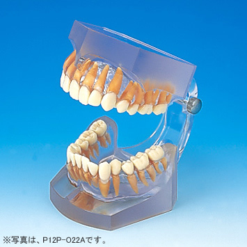 顎模型 NISSIN DENTAL MODEL 顎模型 NISSIN DENTAL MODEL