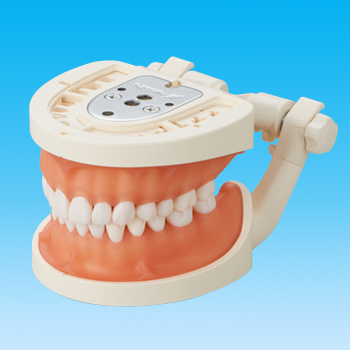 nissin ニッシン 歯 模型 デンタル 創業75周年記念特設サイト｜株式