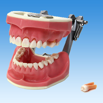 歯周病学基礎実習用顎模型(歯槽歯肉ピンク色・D咬合器つき) [PER1032