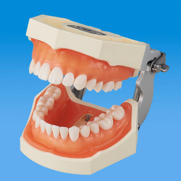 歯石セット｜株式会社ニッシン｜歯科模型・歯科材料のトップメーカー