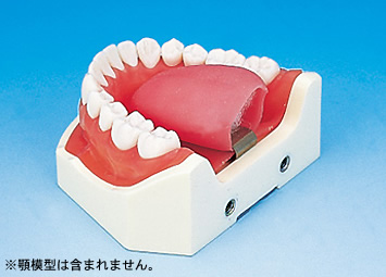 舌模型 [Z-1]｜株式会社ニッシン｜歯科模型・歯科材料のトップメーカー