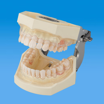 SRP実習用顎模型 [P15FE-500HPRO-S2A1-GSD]｜株式会社ニッシン｜歯科