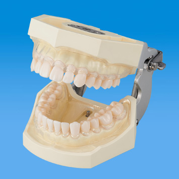 SRP実習用顎模型 [D16FE-500HPRO-S1A1-GSD]｜株式会社ニッシン｜歯科