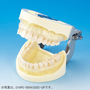 歯科学教育向け商品・実習模型｜株式会社ニッシン｜歯科模型・歯科材料