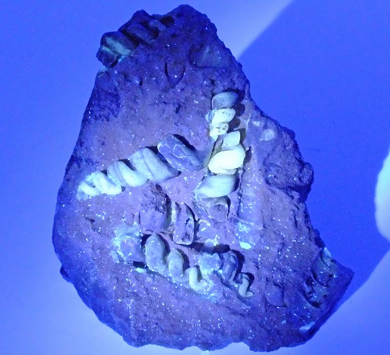 カルセドニー化した巻貝化石 434(蛍光) ロシア - 鉱物標本・隕石標本