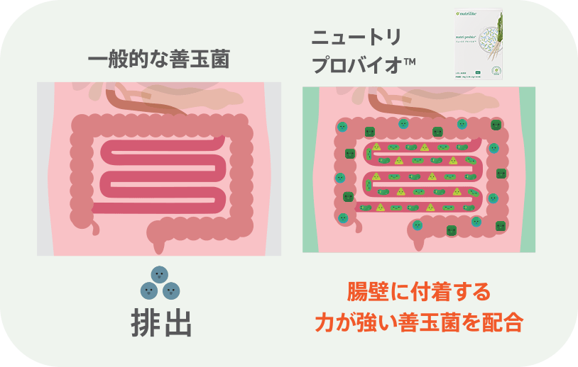 ニュートリ プロバイオ - 乳酸菌・ビフィズス菌配合サプリメント