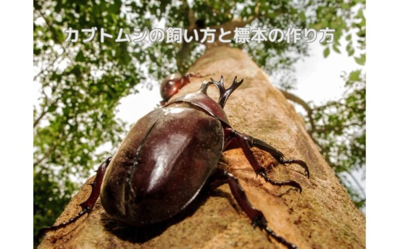 初めてのカブトムシ飼育と小学生でも作れる標本キット | にゃー子の
