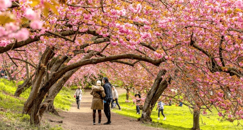 Central Park Cherry Blossom | Central Park Guided Tours