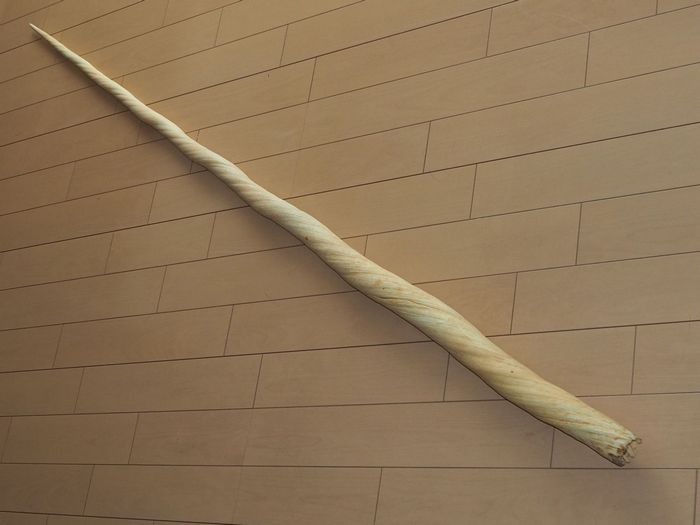 ウニコール 一角 鯨牙 送料無料 入手困難 イッカククジラ 歯 輪切り