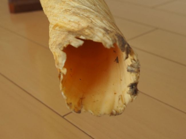 ウニコール(イッカク鯨)の角 ｜一角鯨の角の販売 | 骨董品買取 小川処堂