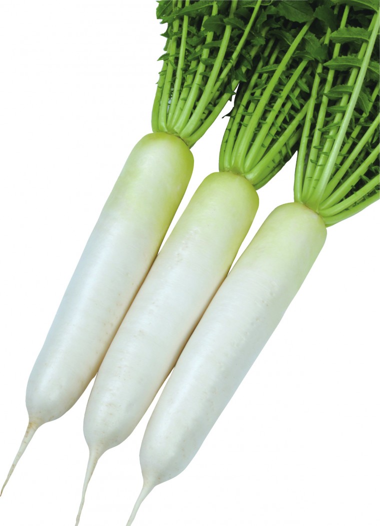 夏巡り｜ダイコン｜野菜種子｜畑作園芸分野｜商品情報｜雪印種苗株式会社