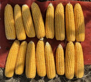 ニューデント90（品種LG31295）｜トウモロコシ｜トウモロコシ種子