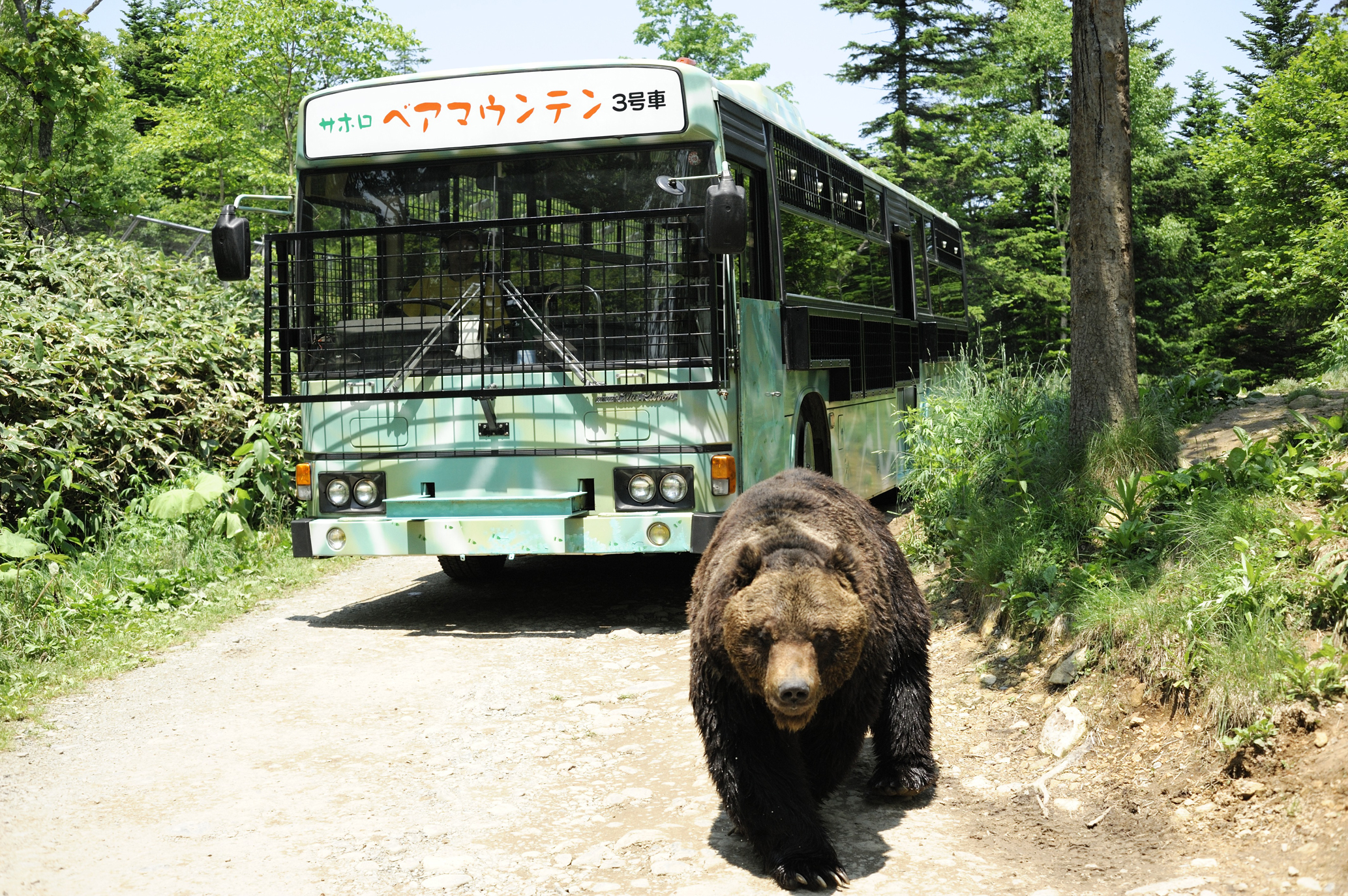 安全に野生のヒグマに出会える、北海道十勝ならではのサファリパークで