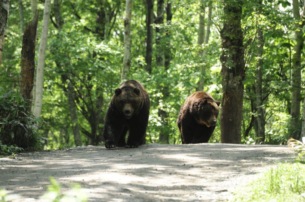 安全に野生のヒグマに出会える、北海道十勝ならではのサファリパークで