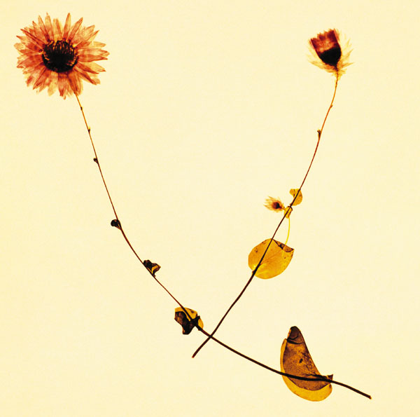 エチュード～春盤～ | 川村結花 | ソニーミュージックオフィシャルサイト