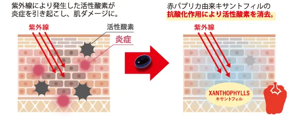 shirocal (シロカル) ｜キサントフィル配合飲む日焼け止めサプリメント