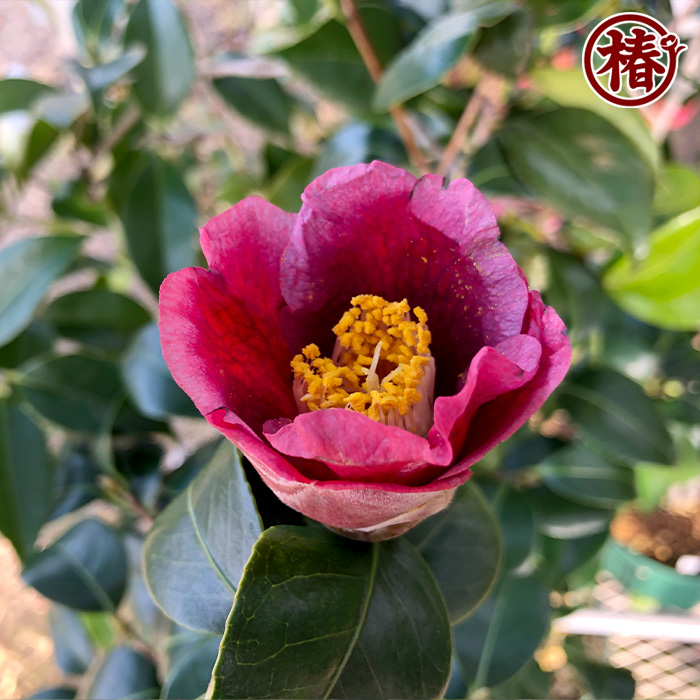 neet 炎 大社紫 此の糸3点セット 椿園オンラインショップ / 【一点物