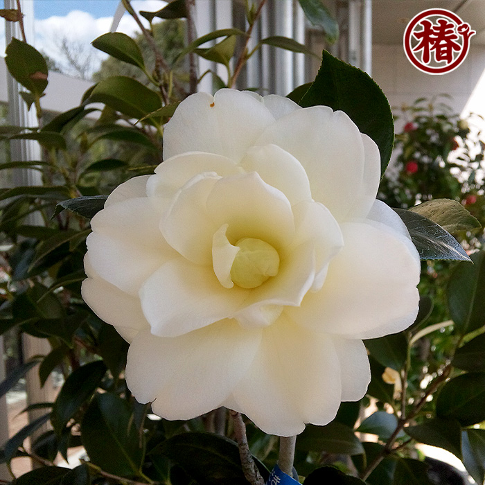 椿園オンラインショップ / ダローネガ｜5号（15cm）鉢植え｜挿木苗