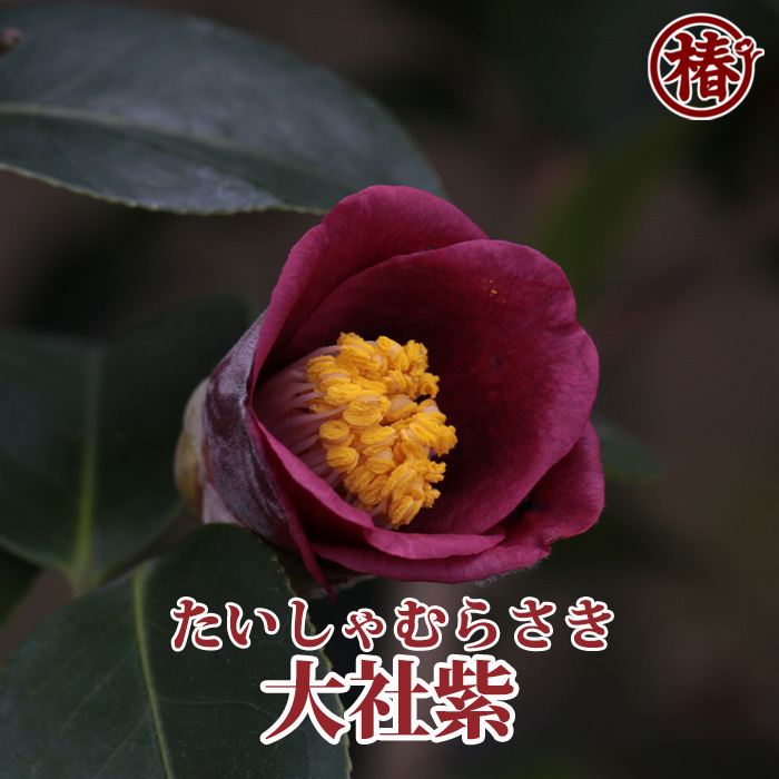 椿園オンラインショップ / 大社紫・たいしゃむらさき