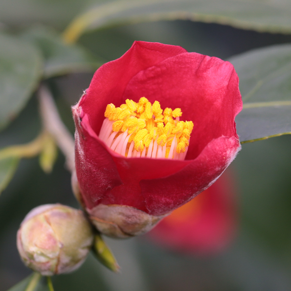 椿園オンラインショップ / 椿の苗木・樹木